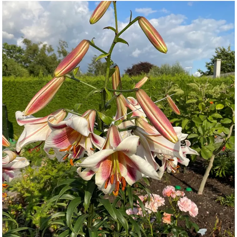 Bulbo Lilium Pasison Moon 14/16 2
