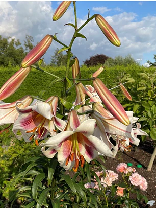 Bulbo Lilium Pasison Moon 14/16