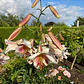 Bulbo Lilium Pasison Moon 14/16 - Miniatura 2