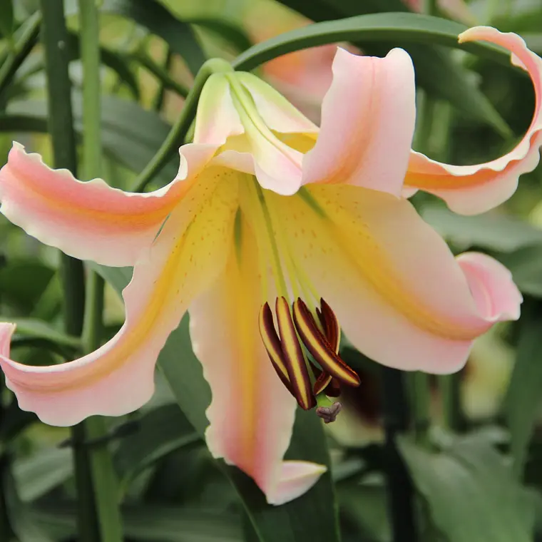 Bulbo Lilium Elodie  14/16  2