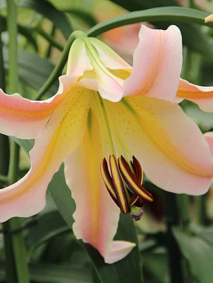 Bulbo Lilium Elodie  14/16