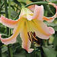 Bulbo Lilium Elodie  14/16  - Miniatura 2