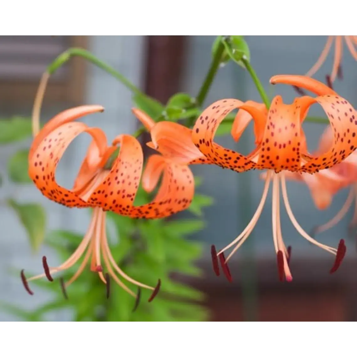 Bulbo Lilium Lancifolium 14/16  2
