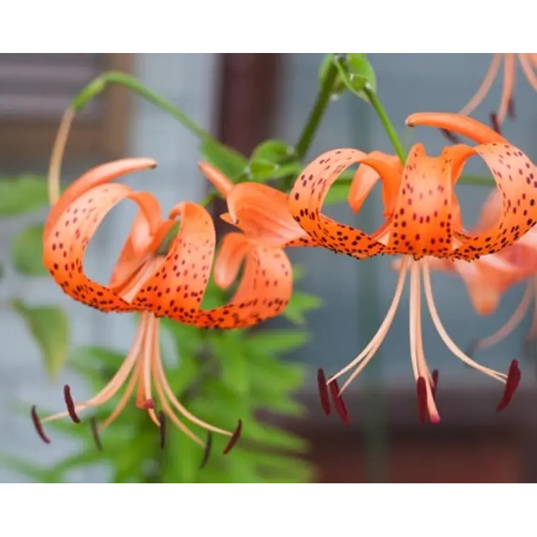 Bulbo Lilium Lancifolium 14/16  2