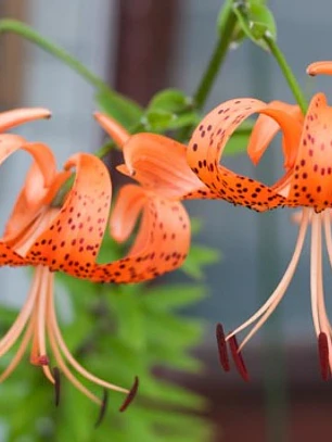 Bulbo Lilium Lancifolium 14/16