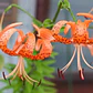 Bulbo Lilium Lancifolium 14/16  - Miniatura 2