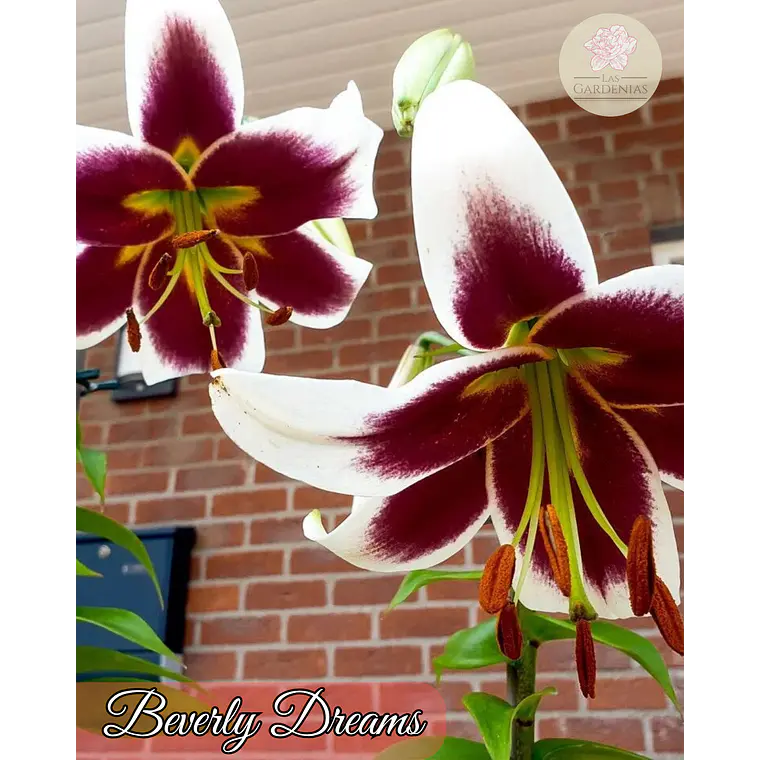 Bulbo Lilium Beverly Dreams 14/16 1