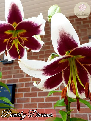 Bulbo Lilium Beverly Dreams 14/16