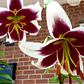 Bulbo Lilium Beverly Dreams 14/16 - Miniatura 1