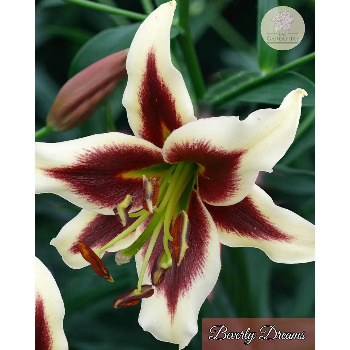 Bulbo Lilium Beverly Dreams 14/16 2
