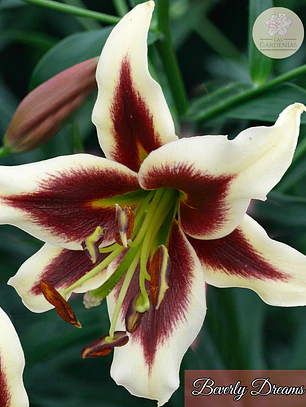 Bulbo Lilium Beverly Dreams 14/16