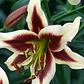 Bulbo Lilium Beverly Dreams 14/16 - Miniatura 2