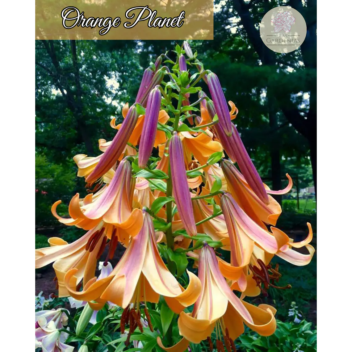 Bulbo Lilium Orange Planet 14/16 1