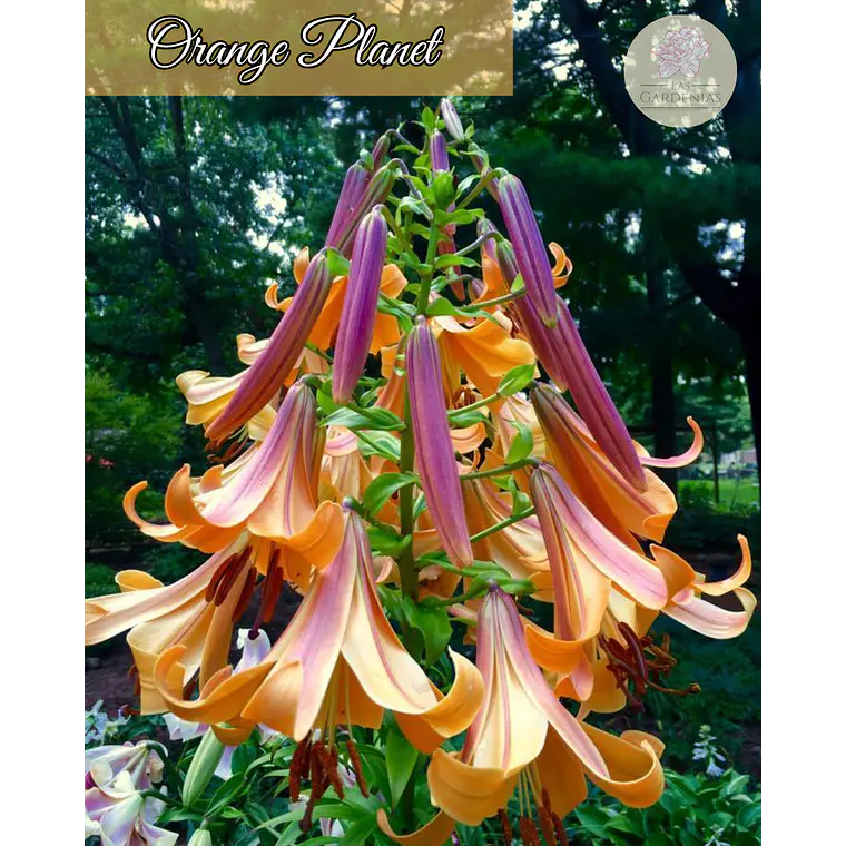 Bulbo Lilium Orange Planet 14/16 1