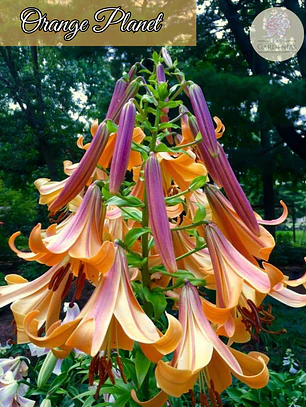 Bulbo Lilium Orange Planet 14/16