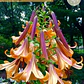 Bulbo Lilium Orange Planet 14/16 - Miniatura 1