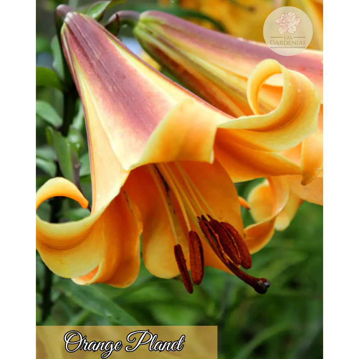 Bulbo Lilium Orange Planet 14/16 2