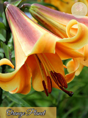 Bulbo Lilium Orange Planet 14/16