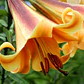 Bulbo Lilium Orange Planet 14/16 - Miniatura 2