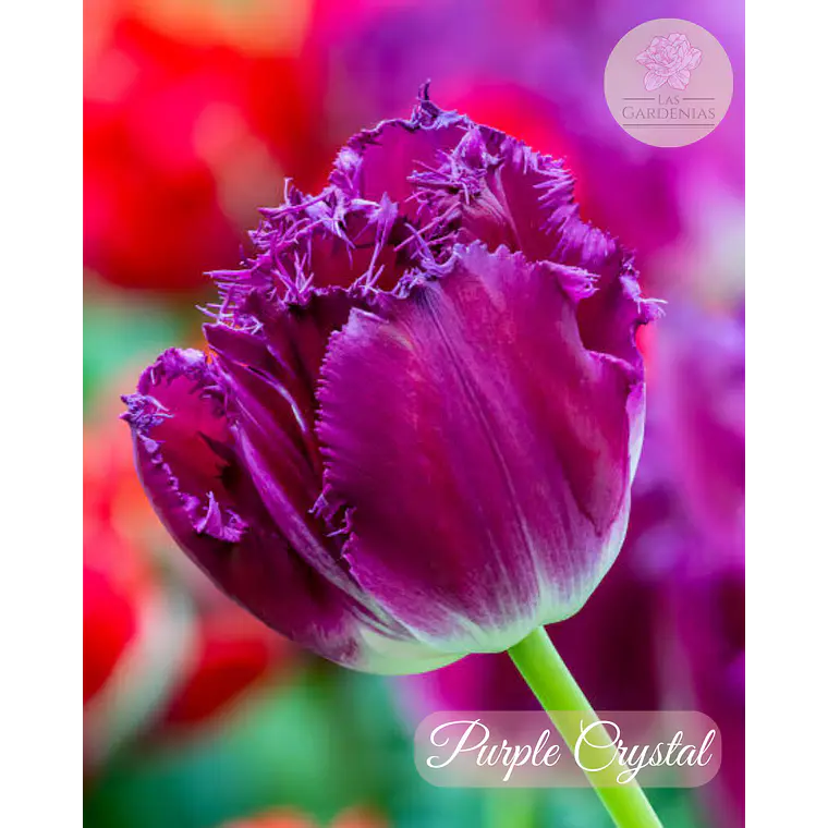 Bulbo Tulipan Purple Crystal 12+ 1