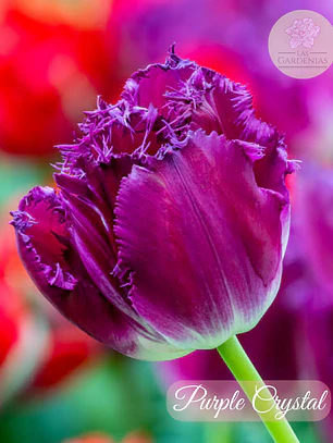 Bulbo Tulipan Purple Crystal 12+