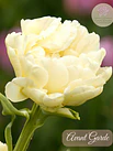 Tulipanes
