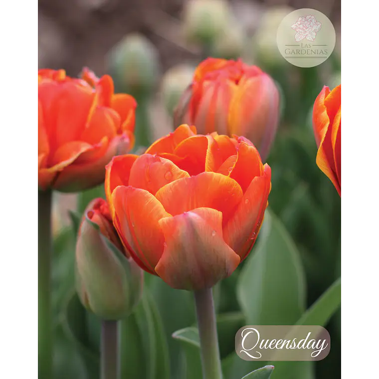 Bulbo Tulipan Queensday 12 + 1