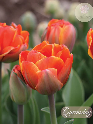 Bulbo Tulipan Queensday 12 +