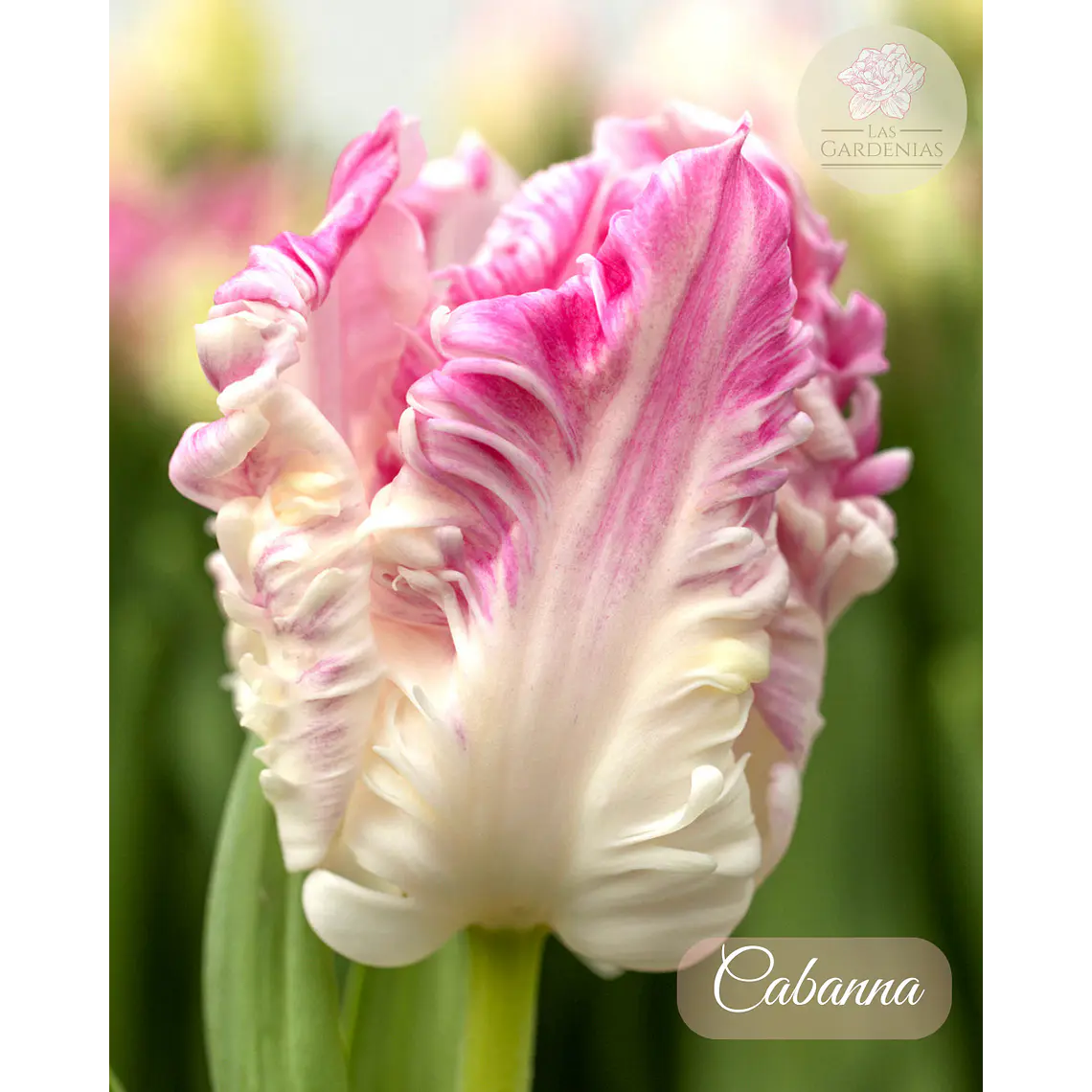 Bulbo Tulipan Cabanna 12 + 1