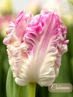 Bulbo Tulipan Cabanna 12 +