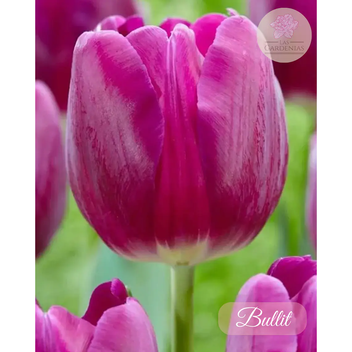 Bulbo Tulipan Bullit 12 + 1