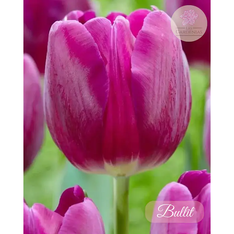 Bulbo Tulipan Bullit 12 + 1