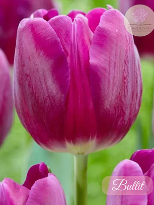 Bulbo Tulipan Bullit 12 +