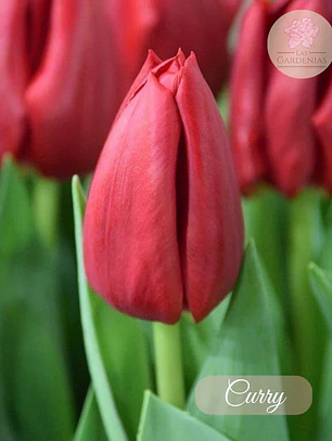 Bulbo tulipán Curry 12+