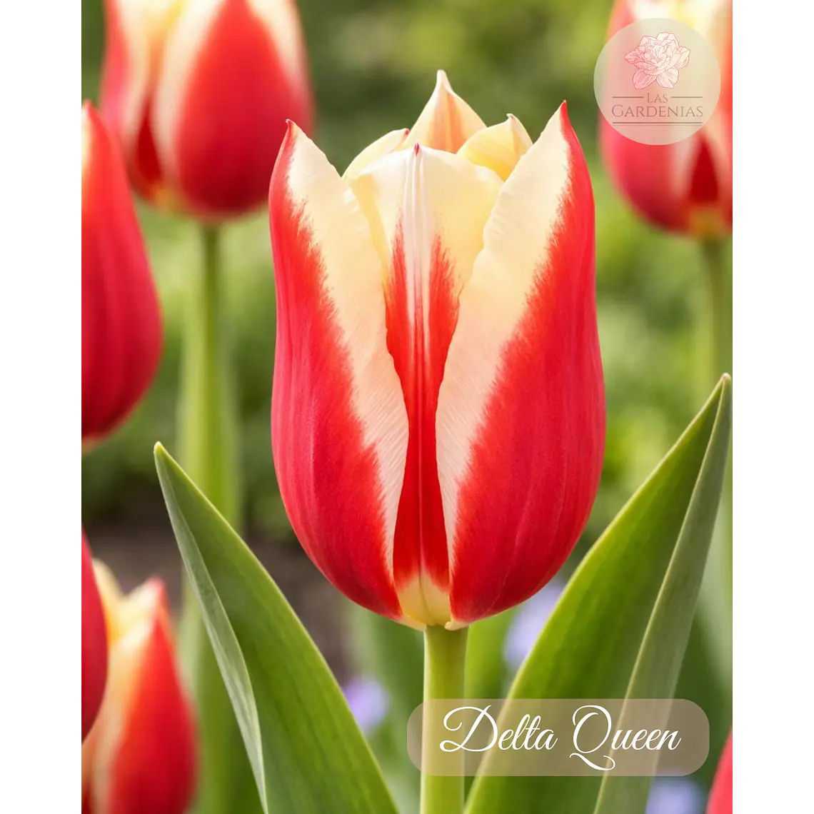 Bulbo Tulipan DeltaQueen 12 + 1