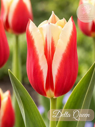 Bulbo Tulipan DeltaQueen 12 +