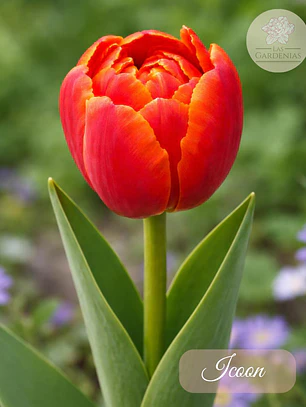 Bulbo Tulipan Icoon 12 +
