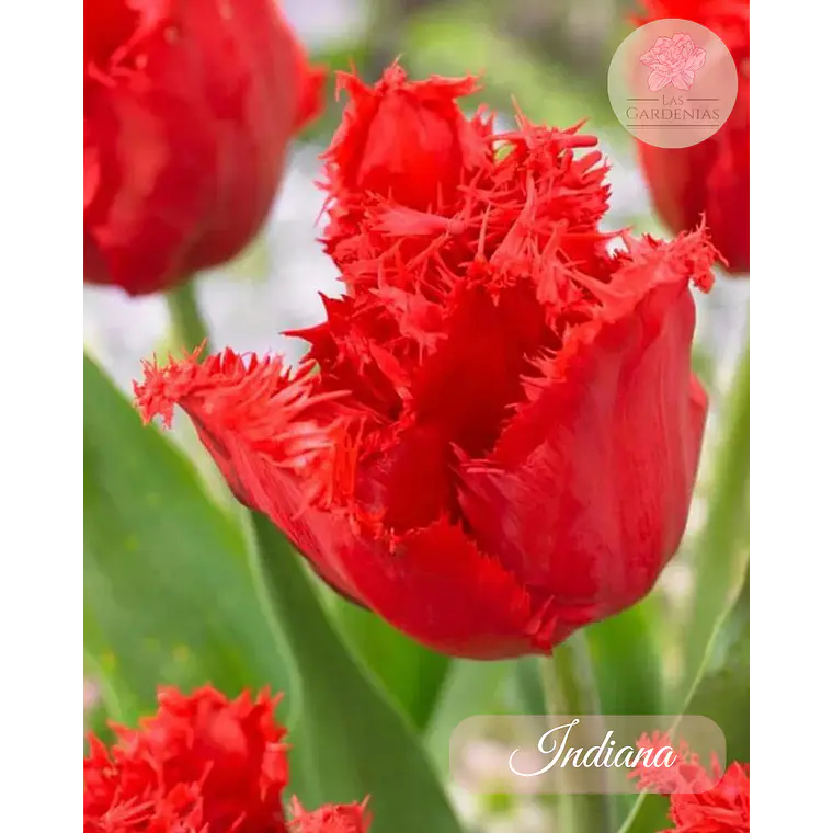 Bulbo Tulipan Indiana 12+ 1
