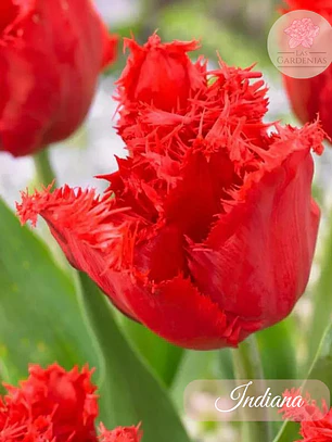 Bulbo Tulipan Indiana 12+