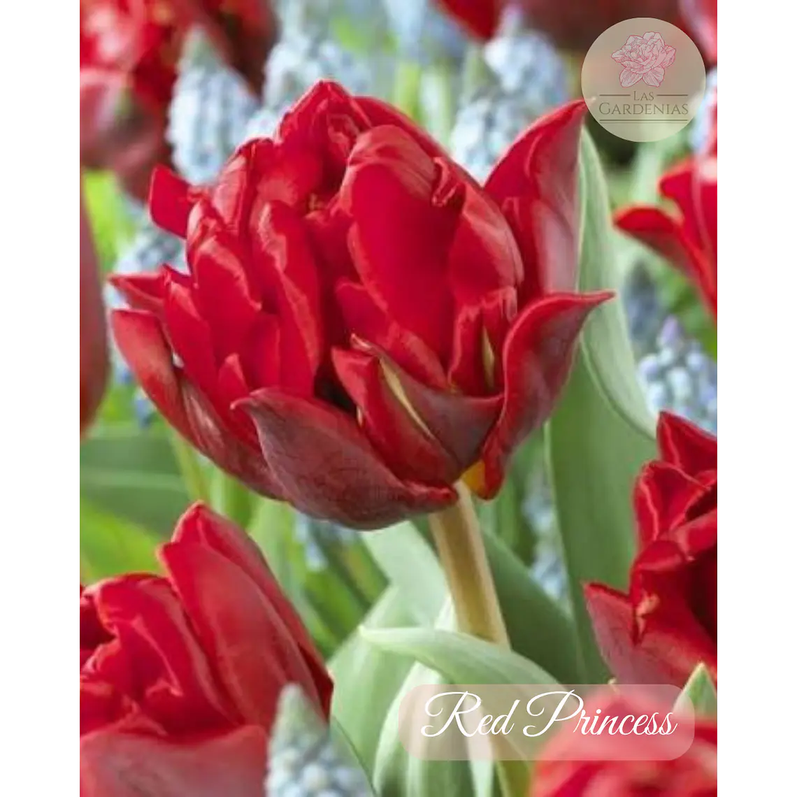 Bulbo Tulipan Red Princess 12 + 1