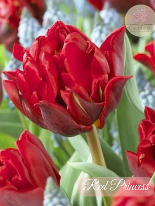 Bulbo Tulipan Red Princess 12 +