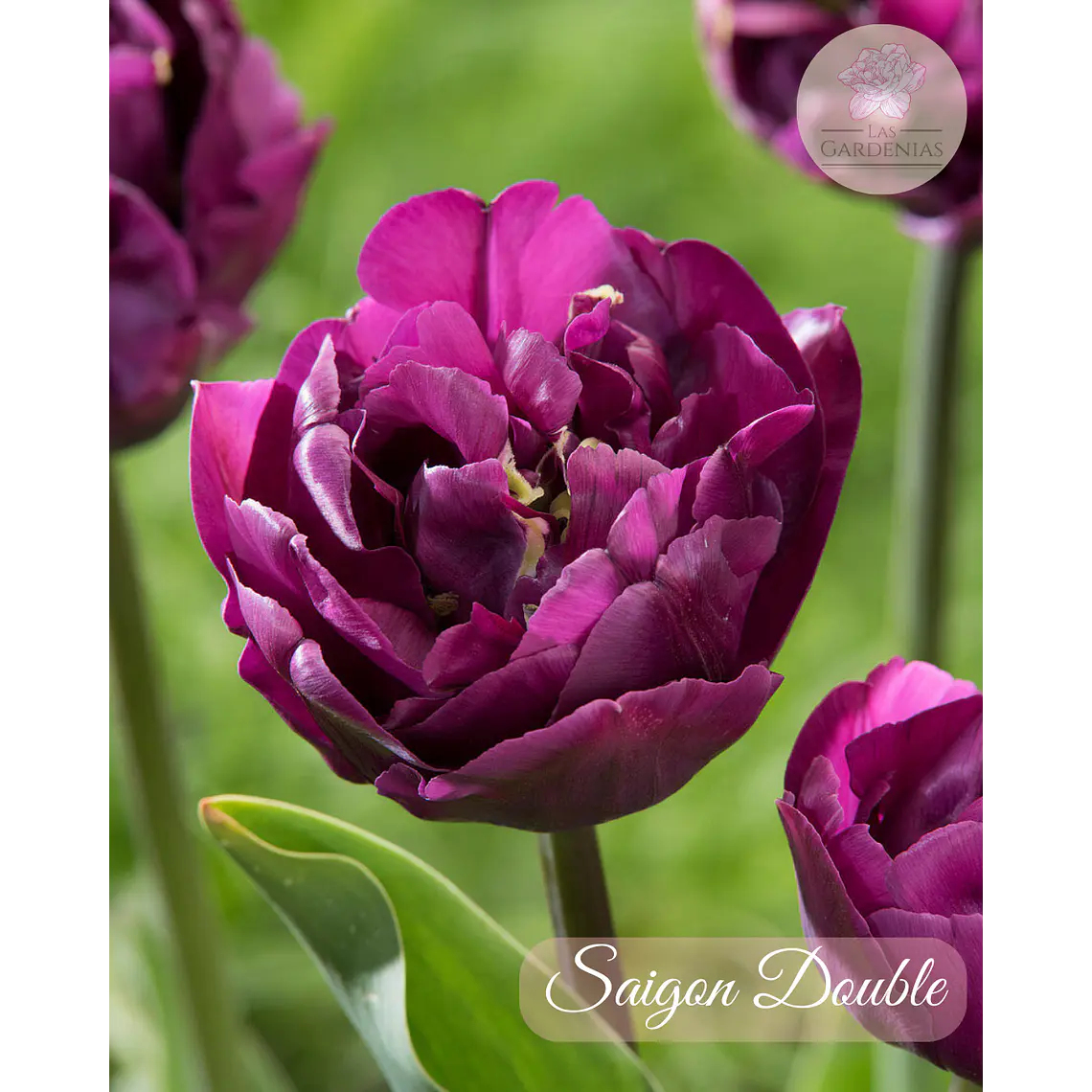 Bulbo Tulipan Saigon Double 12+ 1