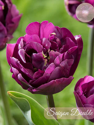 Bulbo Tulipan Saigon Double 12+