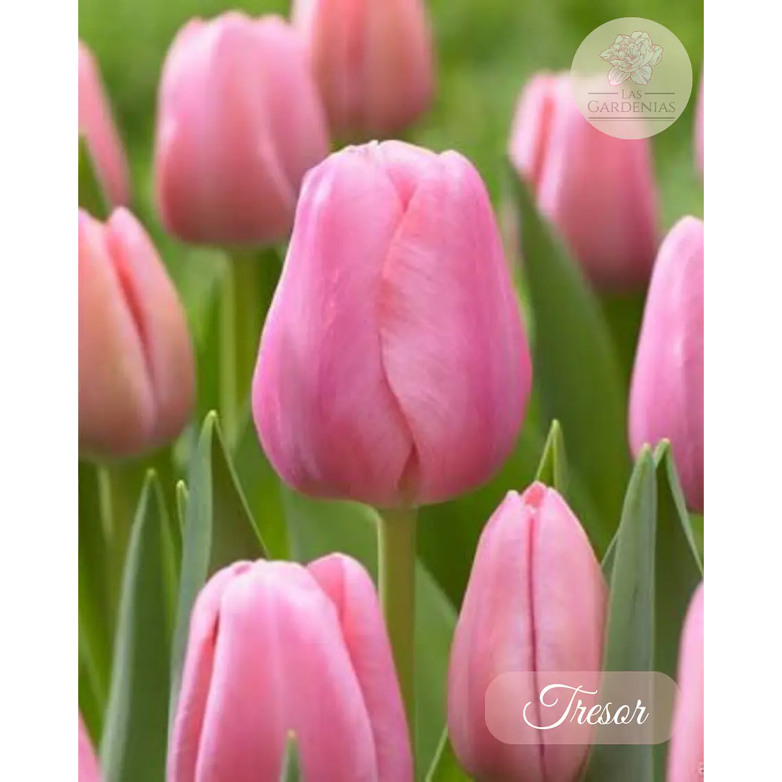 Bulbo Tulipán Tresor 12+ 1
