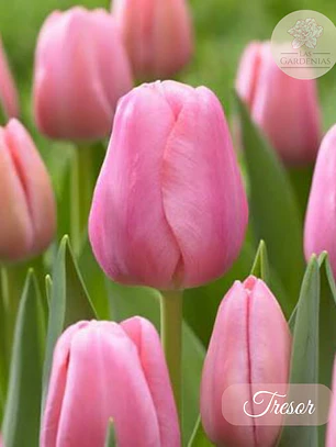 Bulbo Tulipán Tresor 12+