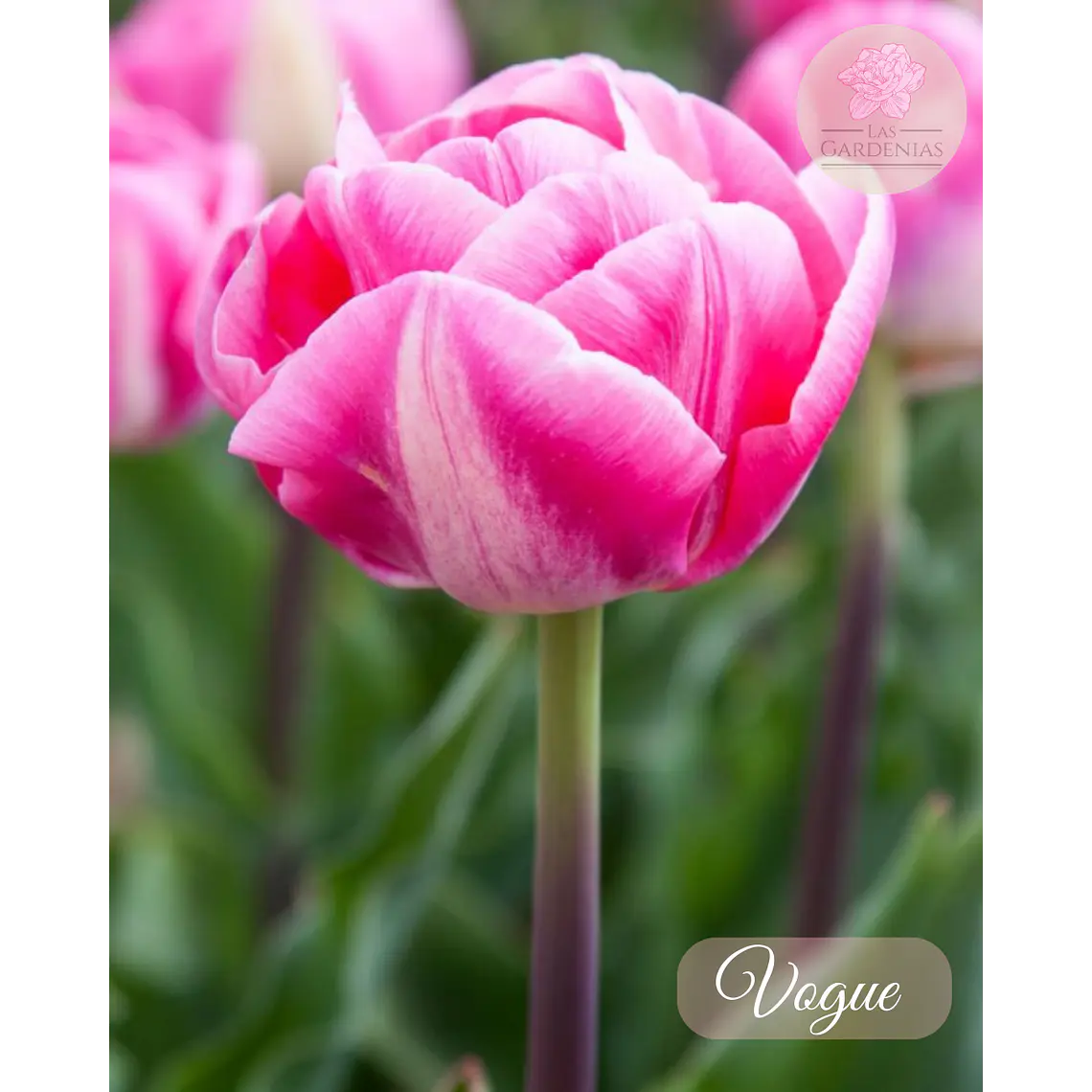 Bulbo Tulipan Vogue 12 + 1