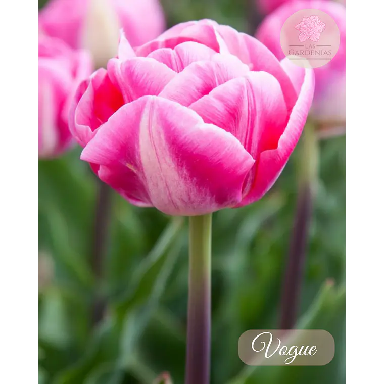 Bulbo Tulipan Vogue 12 + 1