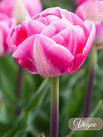 Tulipanes