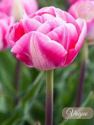 Bulbo Tulipan Vogue 12 +