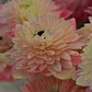 Cormo Anemona de corte Levante Rosa Chiaro 3/4 - Miniatura 1